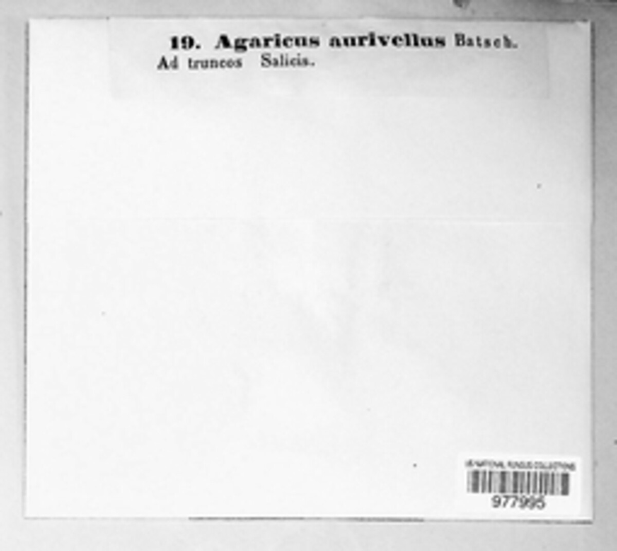 Pholiota aurivella image